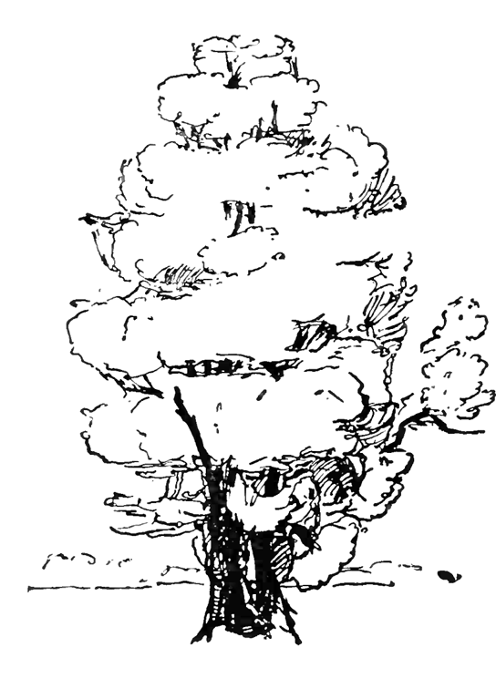 Tree Coloring Page Printable Natures Plants Trees Coloring Pages smalltalkwitht-download-coloring-pages-of-christmas-trees-pictures