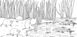 Muskrats Coloring Pages Animals Coloring Pages Categories