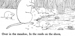 Muskrats Coloring Pages Animals Coloring Pages Categories