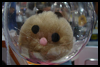 Craft
  Hamster How-To