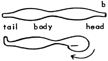 Fold "head" bump under as shown in sketch b. 