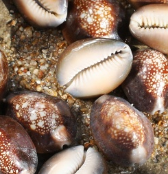 Use a clean Snakehead Cowrie shell for the body. 