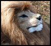 Realistic, Animatronic Lion Mask With Stereo Night Vision and Amplified Hearing 