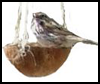 Coconut Bird Feeders . : How to Build Bird Feeders and Houses