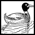 How to Draw Mallard Ducks