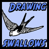 How to Draw Swallows