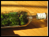 Moss-age in a bottles : Terrariums and How to Make Them Directions