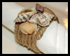 Seashell
  Napkin Rings