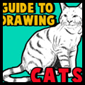 Guide to Drawing Cats