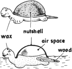 Make a Nut Shell Wax Turtle Craft