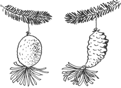Pine Cone Christmas Tree Decorations