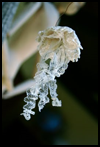 Lovely
  Lace Jellyfish