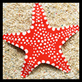 Paper Plate Painted Starfish