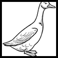 How to Draw Geese