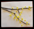 Forsythia Tissue Paper and Twig Craft