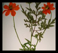 Dried Pressed Flowers