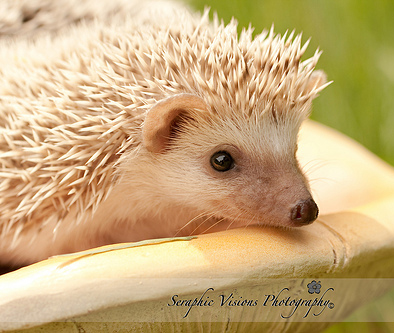 Hedgehog