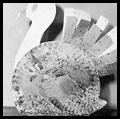 Paper Plate Turkey