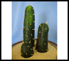 Cucumber

  Cactus  : Crafts Ideas for Cinco de Mayo for Kids