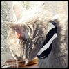 Trendy
  Pet Collar   : How to Make a Cat Collar Craft for Children