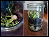 Terrarium
  Preschool Nature Craft