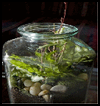 The new terrarium