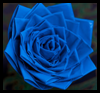 Duct

  Tape Rose