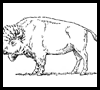 How to draw buffalo and bison.