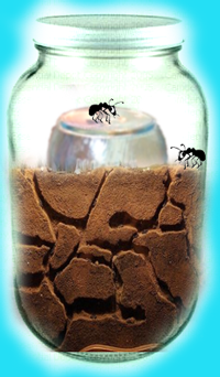 How to Make an Ant Farm Jar and Watch an Ant Colony Build Mazes